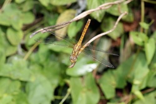 Orthetrum coerulescens