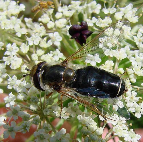 Réf. 74 075 : Scaeva pyrastri