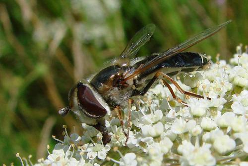 Scaeva pyrastri
