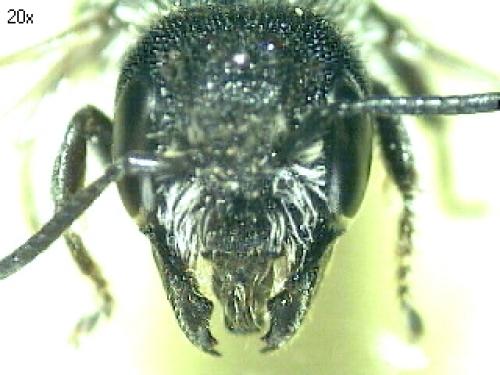 Heriades truncorum