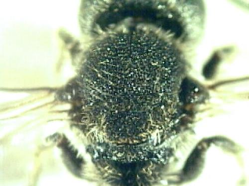 Heriades truncorum