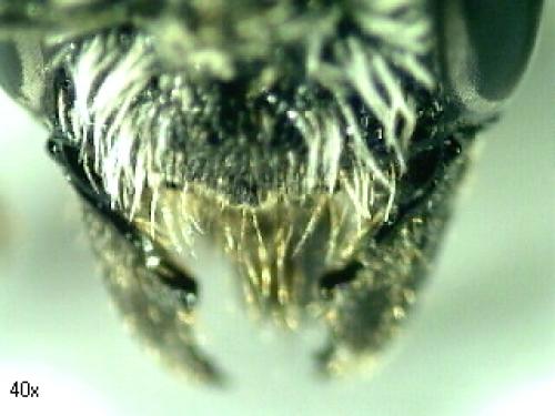 Heriades truncorum