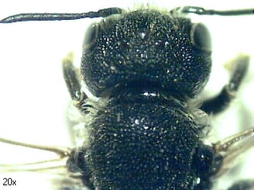 Heriades truncorum