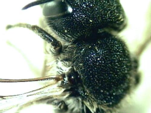 Heriades truncorum