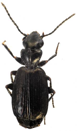 Syntomus foveatus