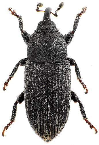 Réf. 74 042 : Mecinus pyraster