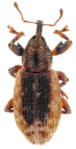 Réf. 74 053 : Dorytomus melanophthalmus