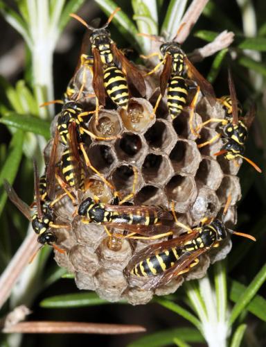 Polistes gallicus