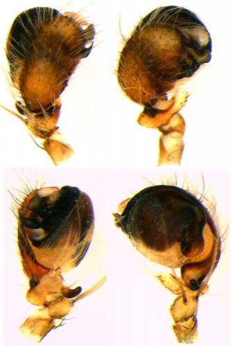 Réf. 74 307 : Neoscona subfusca