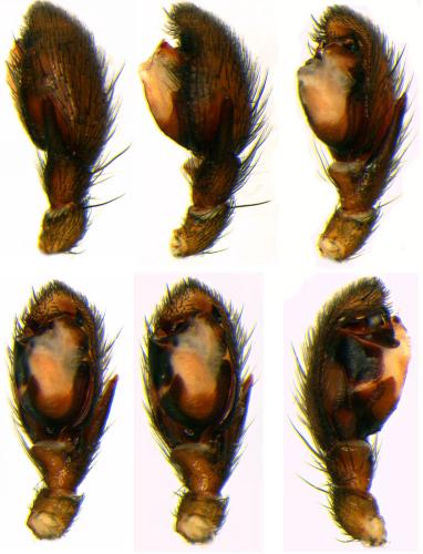 Zelotes longipes