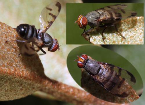 Réf. 74 207 : Herina tristis