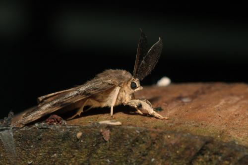 Lymantria dispar