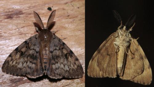 Lymantria dispar