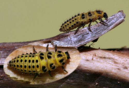 Réf. 74 383 : Psyllobora vigintiduopunctata
