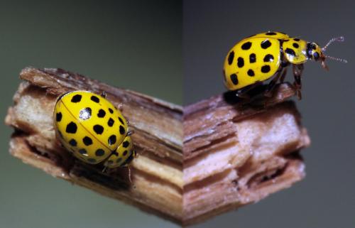 Réf. 74 384 : Psyllobora vigintiduopunctata