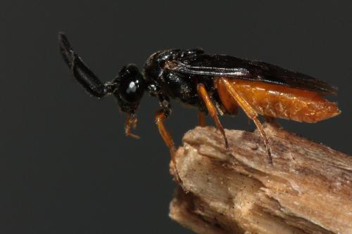 Réf. 74 316 : Sterictiphora sp.
