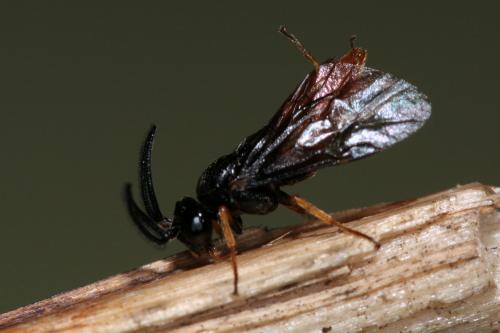 Réf. 74 319 : Sterictiphora sp.