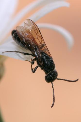 Réf. 74 423 : Sapygina decemguttata