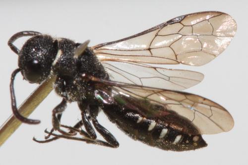 Sapygina decemguttata