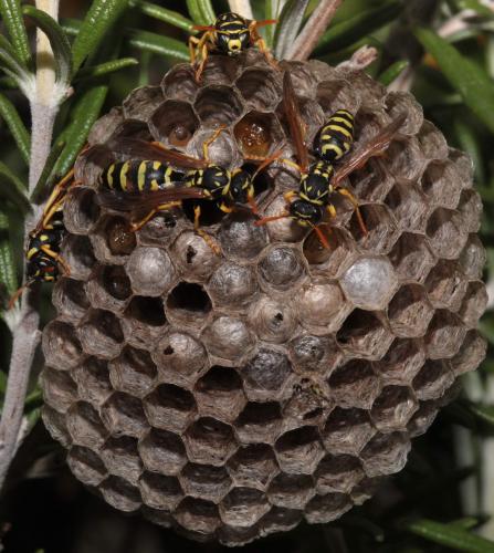 Polistes gallicus