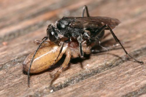 Réf. 74 779 : Auplopus carbonarius