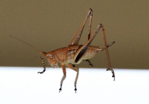 Rhacocleis poneli