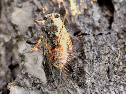 Cicada orni