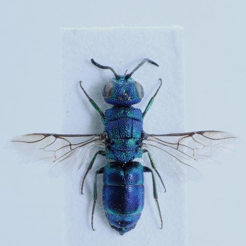 Trichrysis cyanea