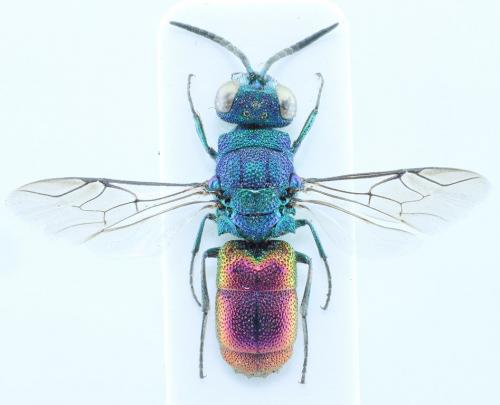 Réf. 74 561 : Chrysis terminata