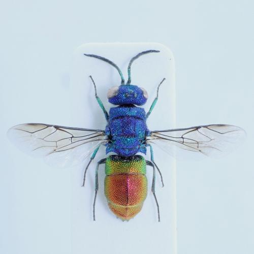 Réf. 74 533 : Chrysis inaequalis