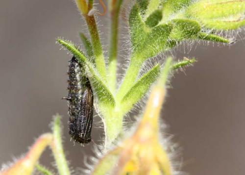 Marasmarcha oxydactylus