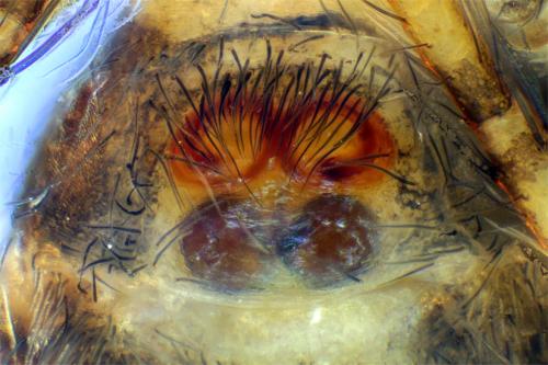 Talavera petrensis