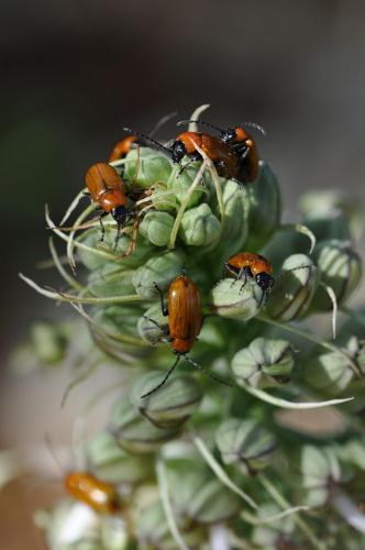 Exosoma lusitanicum