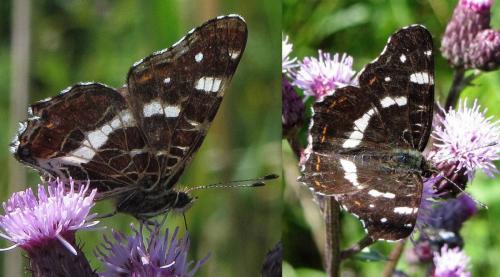 Réf. 74 082 : Araschnia levana