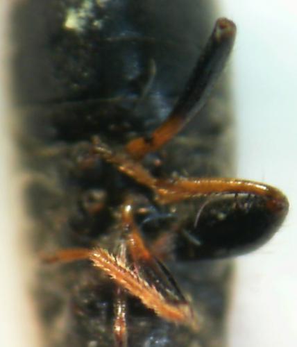 Megalonotus sabulicola
