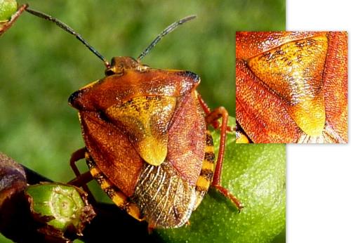 Carpocoris purpureipennis