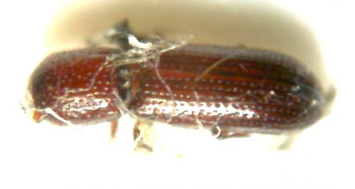 Réf. 74 195 : Oxylaemus cylindricus