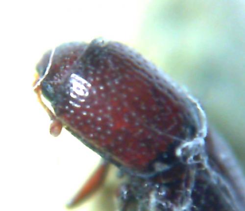 Réf. 74 196 : Oxylaemus cylindricus