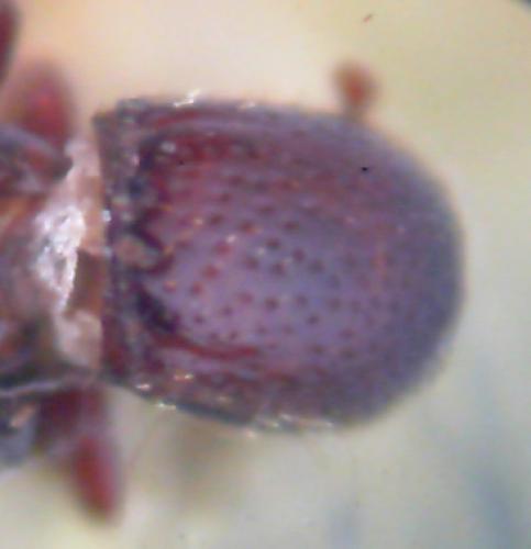 Oxylaemus cylindricus