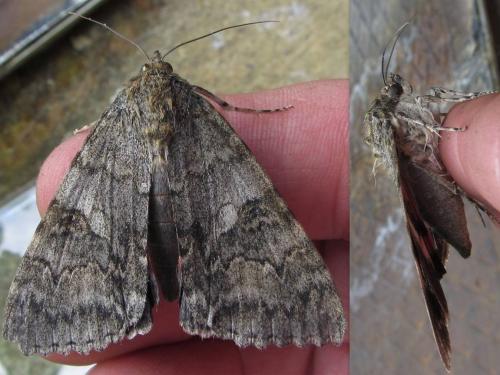 Catocala nupta