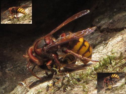 Réf. 74 356 : Vespa crabro