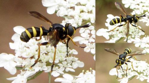 Conops flavipes