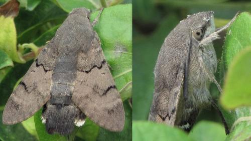 Réf. 74 892 : Macroglossum stellatarum