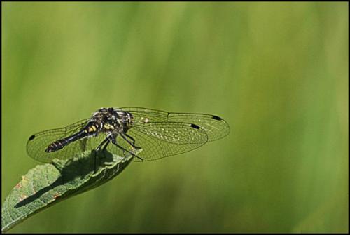 Réf. 74 479 : Sympetrum danae