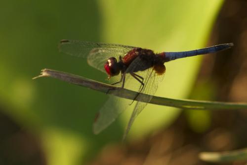 Réf. 74 986 : Erythrodiplax fusca
