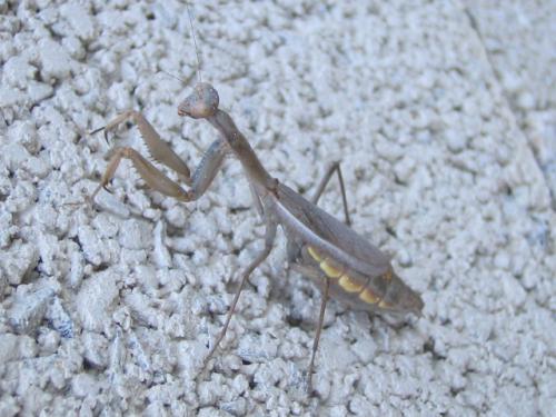 Réf. 74 614 : Iris oratoria