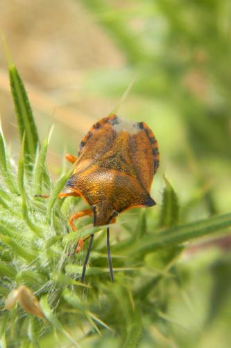Carpocoris mediterraneus atlanticus