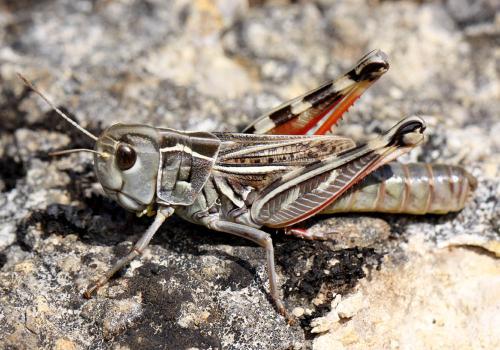 Arcyptera brevipennis vicheti