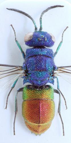 Réf. 74 534 : Chrysis inaequalis