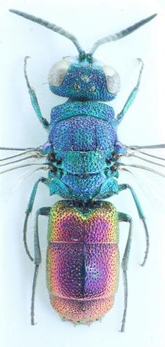 Chrysis terminata